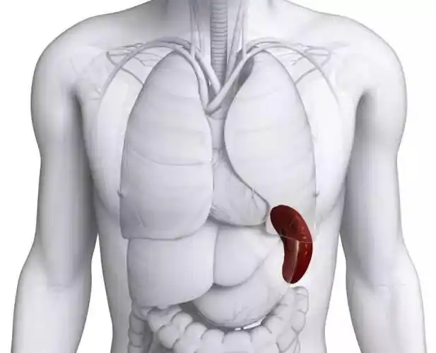 雨水时节养脾脏健康安心一整年