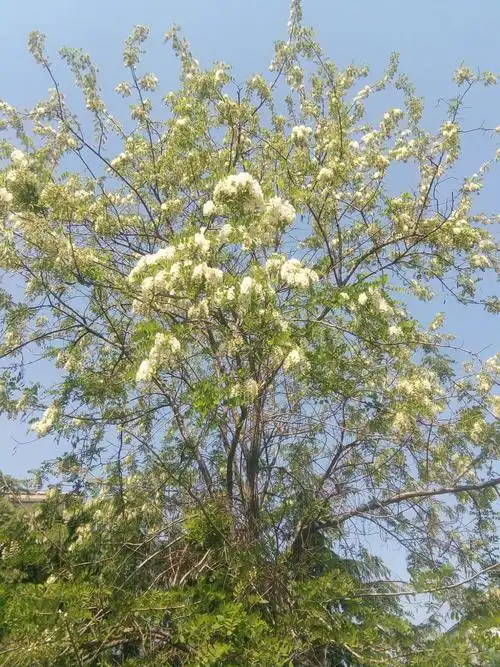 五彩山赏槐之旅