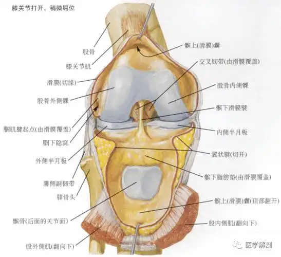 填图题 | 膝关节的解剖_医学