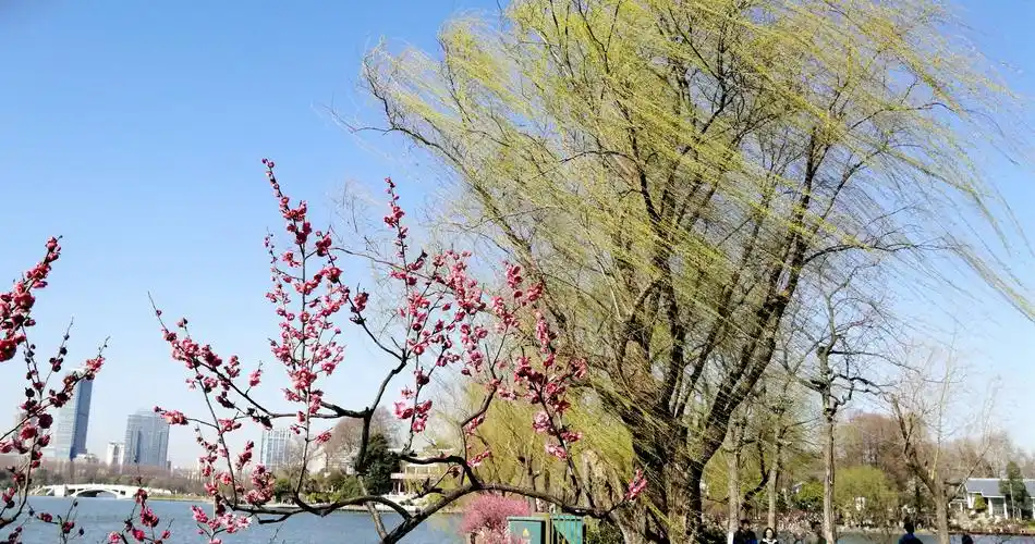 玄武湖边柳梅恋