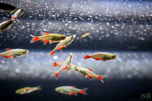 青龙石上,灯鱼群游,极致享受