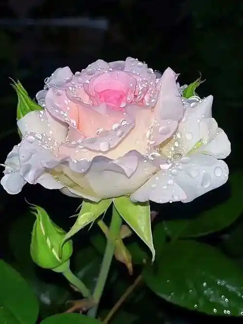 洛神月季:绽放在人间的洛水之花