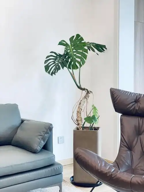 网红植物居家配植龟背老桩