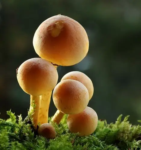 mushrooms by cassilda dias on 500px
