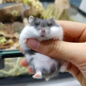 【一线侏儒仓鼠奶牛斑】真正家养侏儒性格温顺好上手无美颜无滤镜