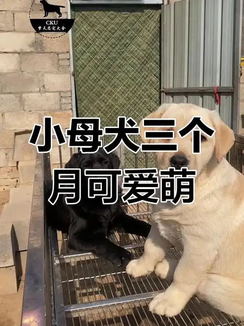 三个月小拉布拉多,聪明活泼随时准备迎接新家