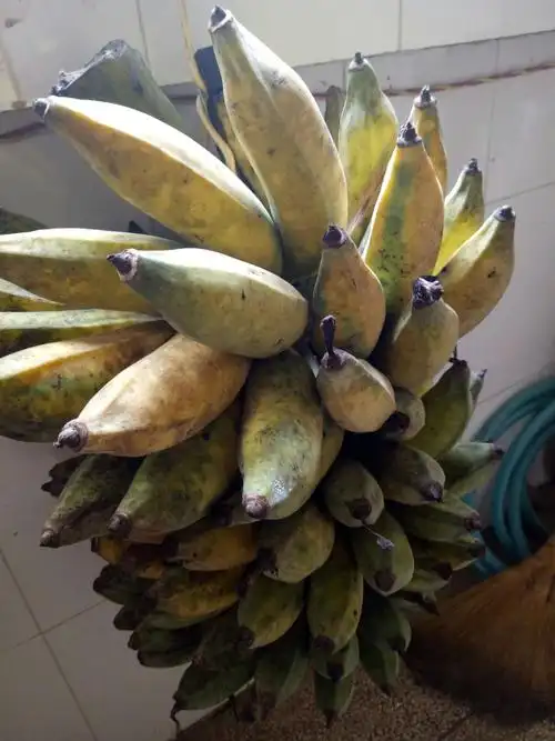 香甜生态芭蕉果!