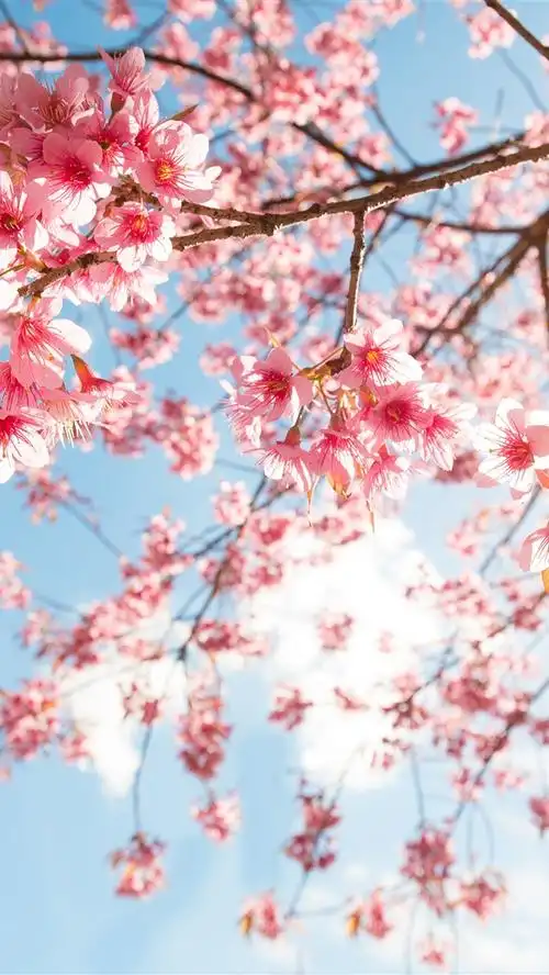 粉红色的樱花盛开,树枝,天空,阳光 iphone 壁纸
