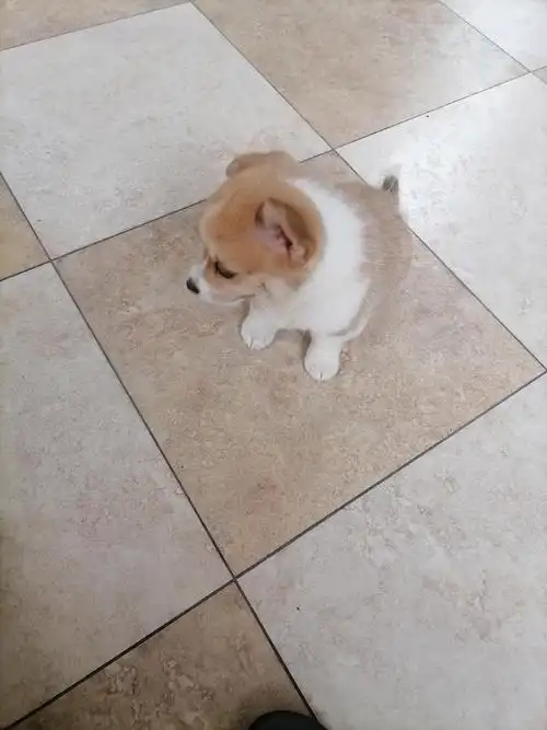 未断尾的柯基妹妹