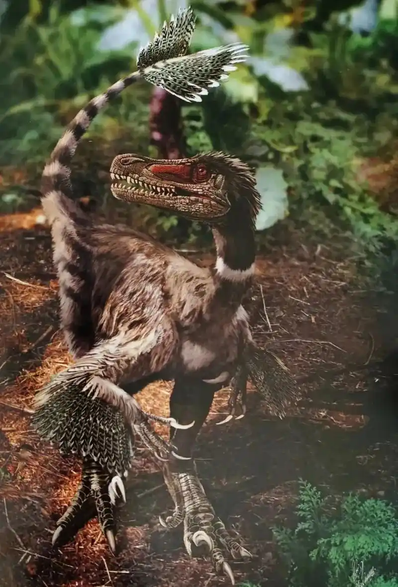 白垩纪恐龙-精美临河盗龙 - 抖音