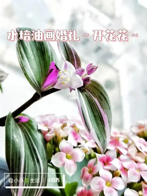 油画婚礼开花啦!