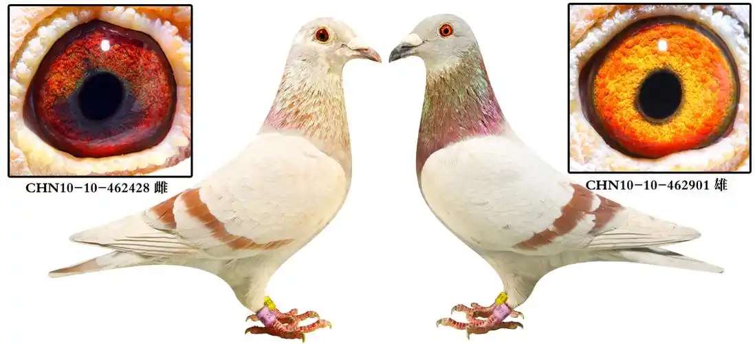 帮助 首 页  铭 鸽  新鸽上架  推荐铭鸽  定价鸽  信鸽拍卖 黄金配对