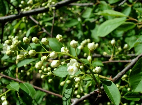 鼠李枝叶茂盛,花瓣很小且分散给人一种袖珍的感觉哦!
