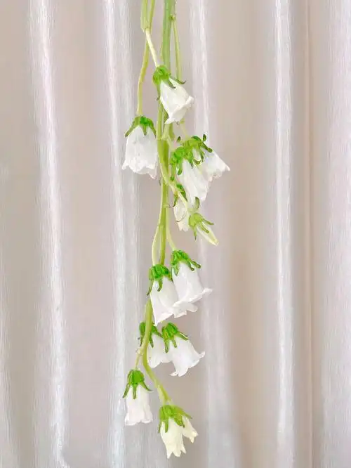 风铃草像一串铃铛