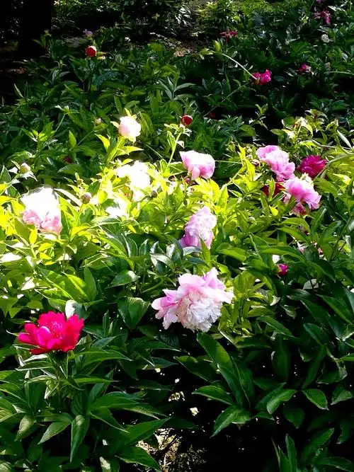 景山公园一花美景美心情美!