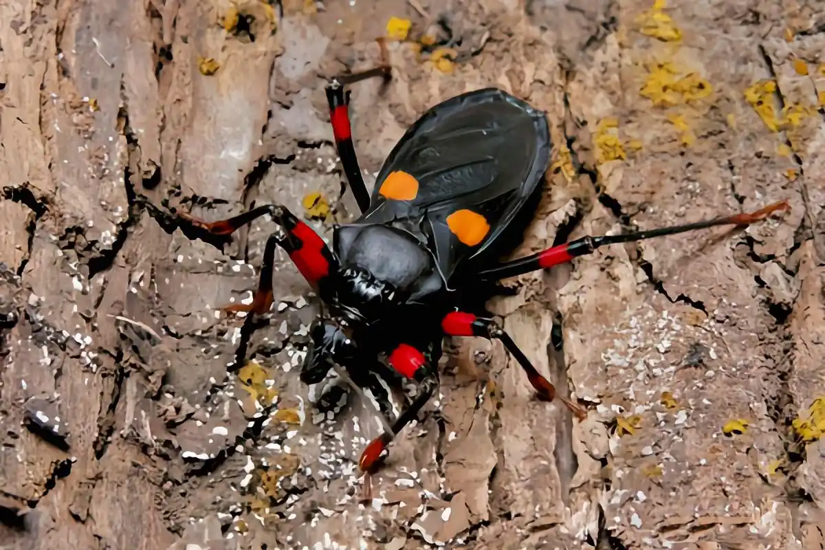 一种昆虫——橙斑猎蝽 橙斑猎蝽别名橙双斑猎蝽,是半翅目,猎蝽科昆虫