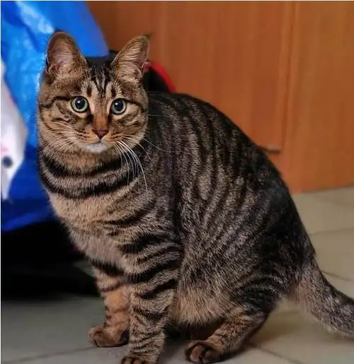 中国本土最纯的土猫自然淘汰下的品种国内不值钱国外买不起