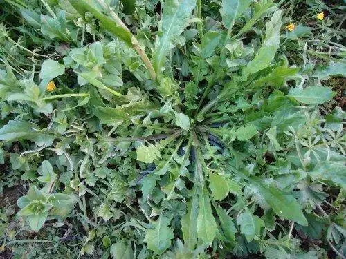 荠菜的功效和作用