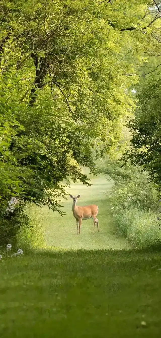大自然的魅力,唯美的大自然森林手机壁纸