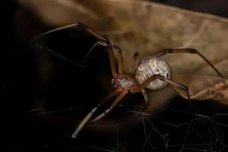 一只褐寡妇蜘蛛.图片来源:shutterstock/vinicius r. souza