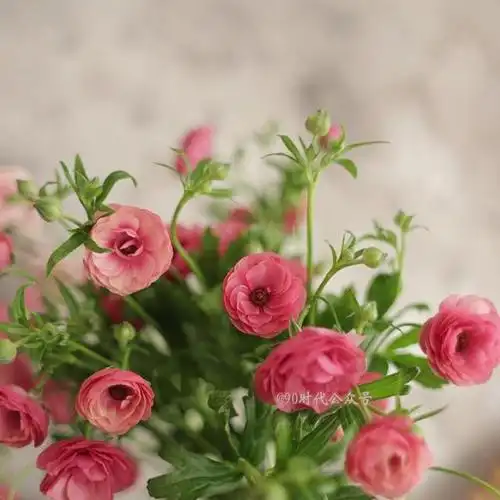 适合女人的唯美花朵微信头像