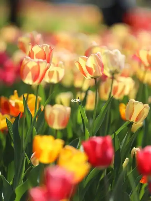金色郁金香爱你goldentulip北京植