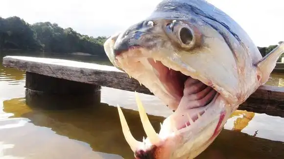 动物视频-搜狐视频