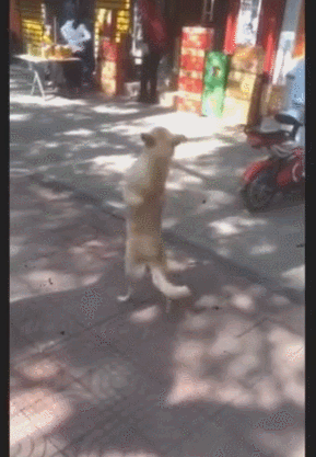 狗狗双脚走着大摇大摆,肚子往前挺,路人直说:逗!