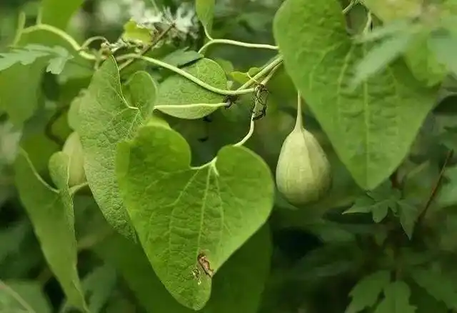 寻骨风见过吗浸酒祛风湿通络治骨节痛胃痛牙痛