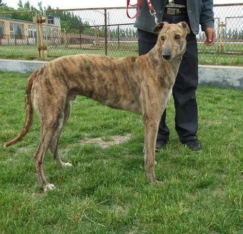 灵缇犬和格力犬的区别