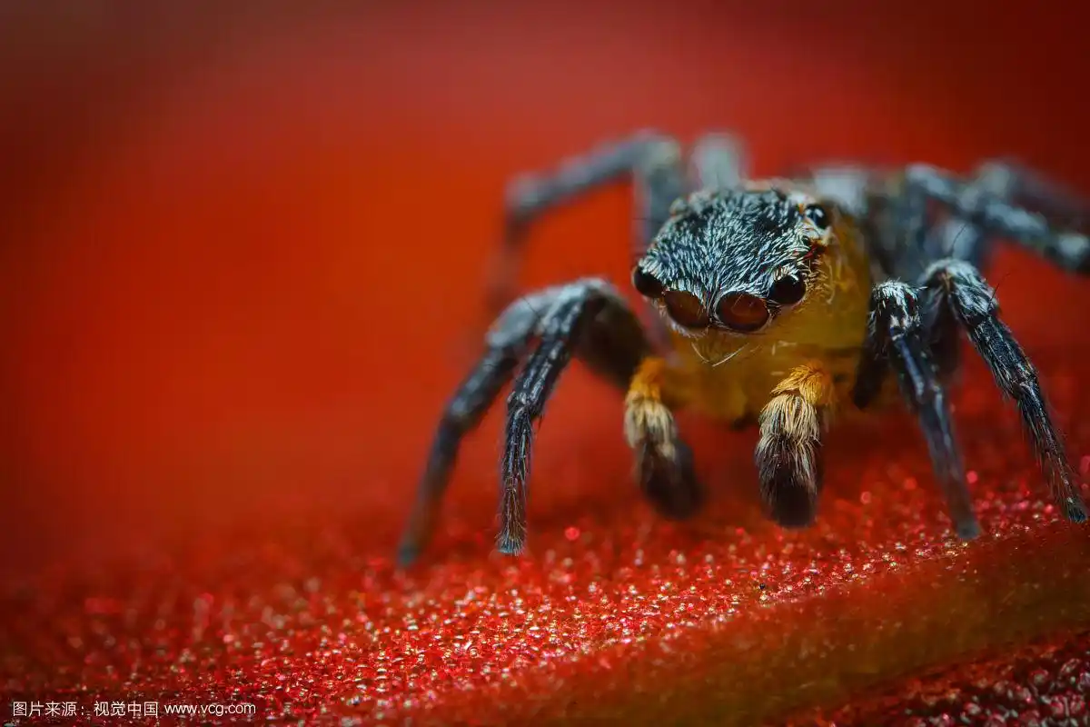 蜘蛛肖像在红色的背景