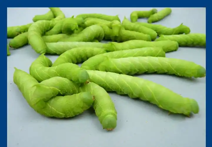 荣郁 活豆虫大青虫高蛋白豆丹猪儿虫芝麻虫食用昆虫钓鱼宠物活体下蛰