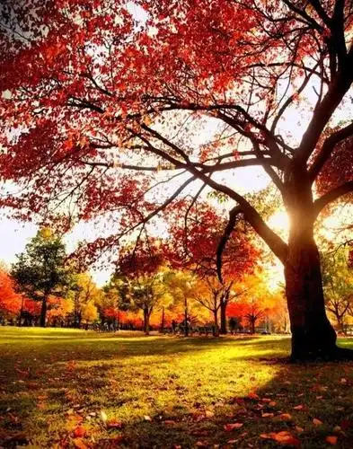 最美的时光唯美意境图片