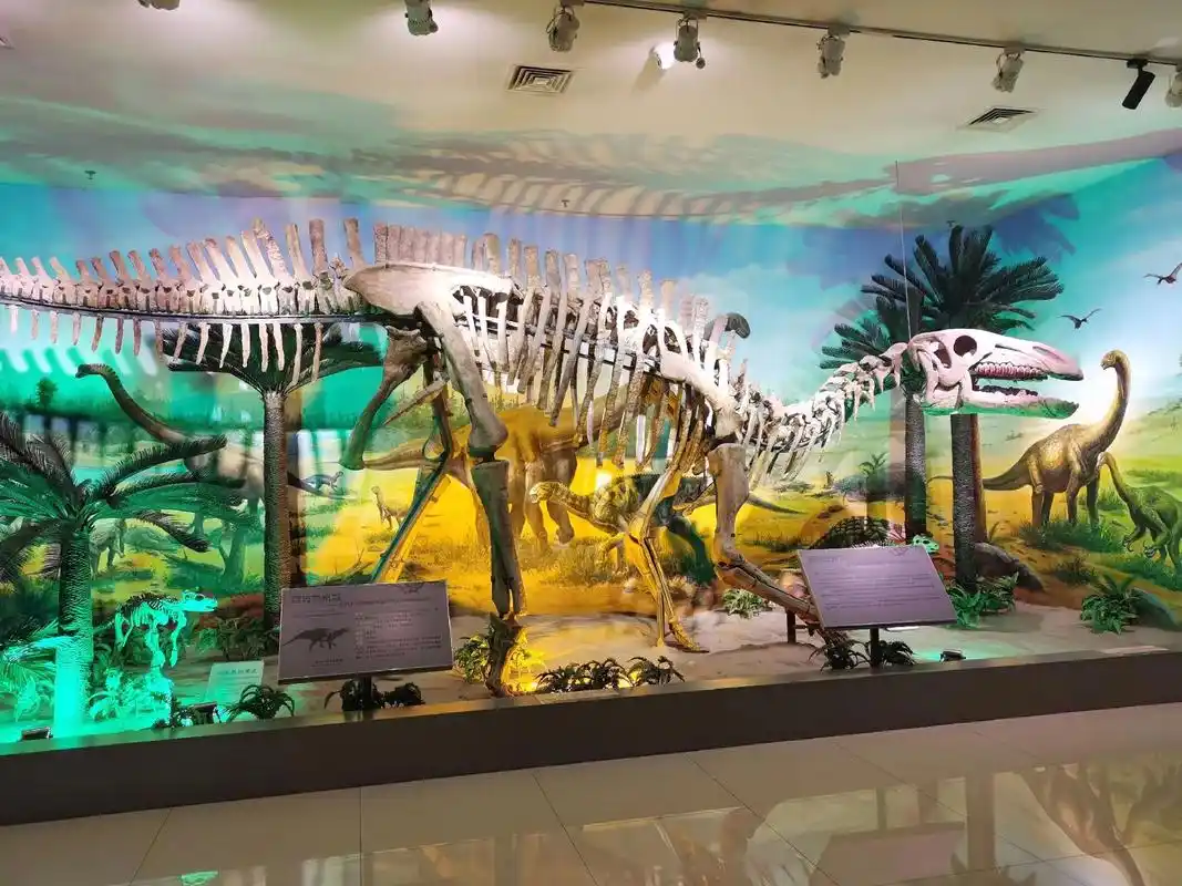 恐龙化石 #矿物晶体 #矿物标本 #甘肃地质博物馆 - 抖音