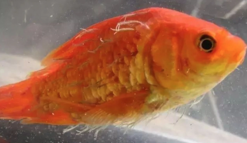 水产养殖|鱼类寄生虫病|锚头蚤的预防治疗方法