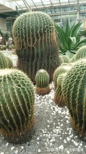 植物园里好大的仙人球