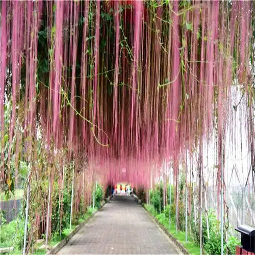 爬藤锦屏藤一帘幽梦苗爬藤植物蔓地榕珠帘藤富贵帘苗种楼顶庭院当年