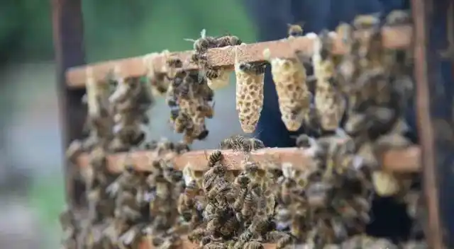 起雄蜂房还没起王台可以分蜂吗?人工分蜂操作技巧3步走!