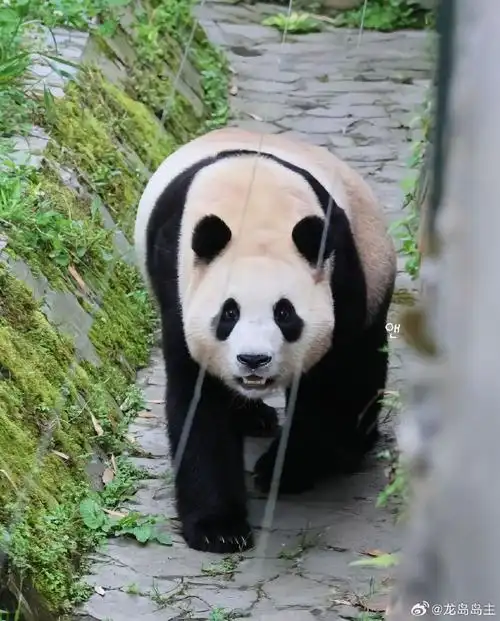 福宝太可爱了,真滴好治愈#夏日整活日记##大熊猫福宝