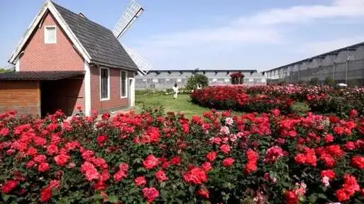 走进海上花岛玫瑰庄园,一片盛大的玫瑰花海映入眼帘.