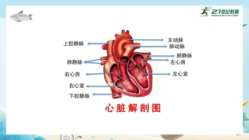 人教版七年级生物下册443输送血液的泵心脏课件第一课时共31张ppt