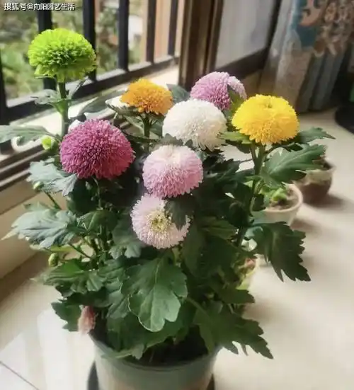 乒乓菊一种原产于日本的菊花,进入到我国大概能有10