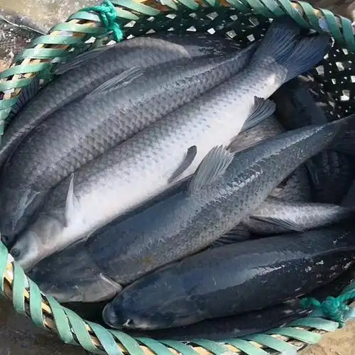 大量批发出售优质青鱼 黑鲩鱼 灰鲩鱼活鱼 路亚钓鱼场大鱼8斤以上