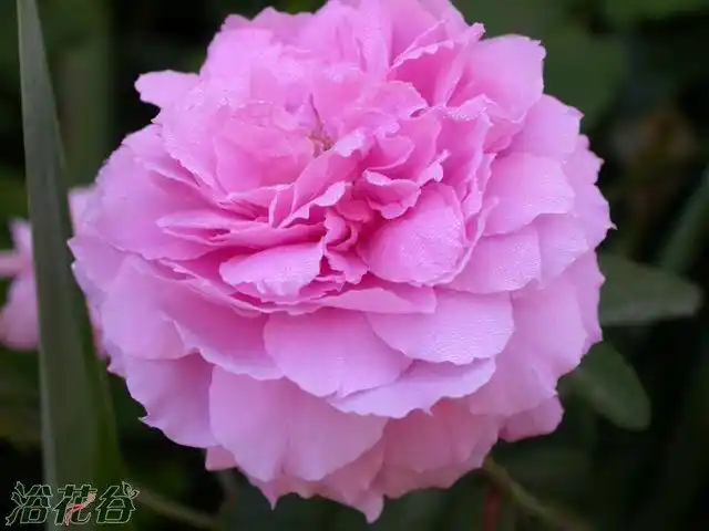 五月花(the mayflower)