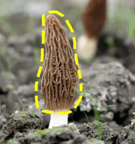 生长周期只有2周 一旦错过,要再等一年 这就是中国四大名菌之首的羊肚