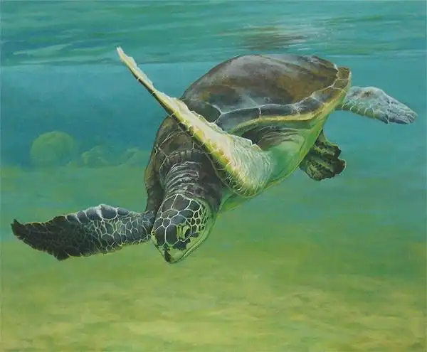 水彩乌龟素