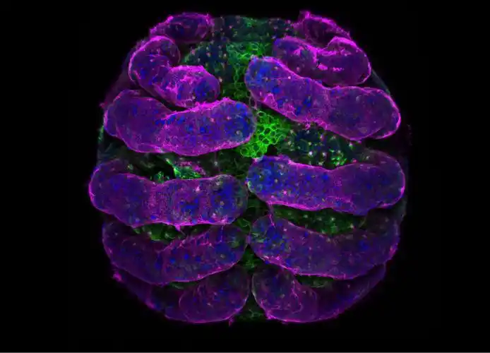 2018尼康微观摄影大赛揭晓,感受奇妙小世界