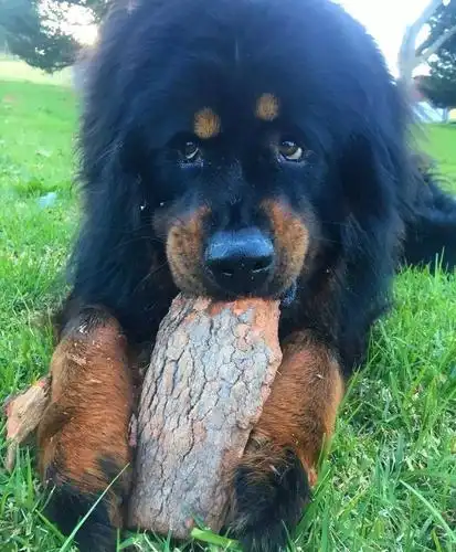 有这么一种狗,叫——藏獒!