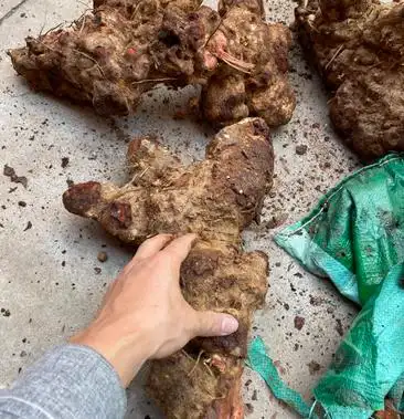 特大红心土茯苓肉红个头大形状好看