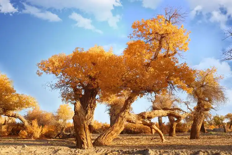 阿拉善科考记(二):壮美的额济纳胡杨林